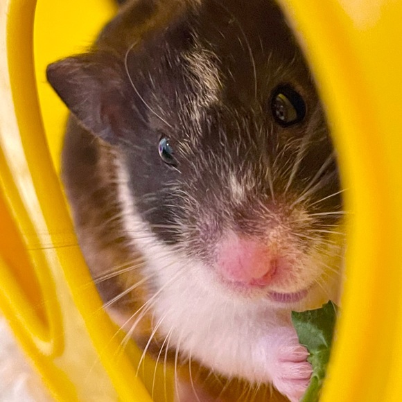 Price is too high?  Give “make an offer a try!” 🌻 - Picture 12 of 13